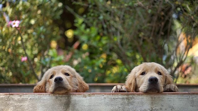 水中有两只金毛猎犬幼犬视频素材