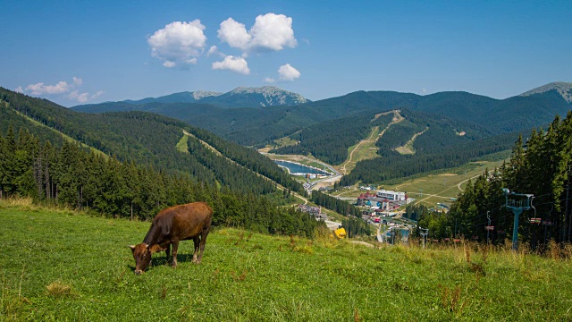 牛在山顶吃草。夏末令人难以置信的青山景观。视频下载