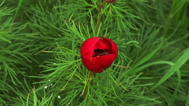 花里的蜜蜂视频素材