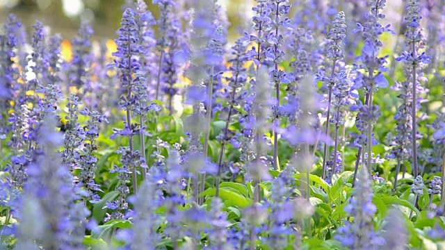 蓝色鼠尾草和蜜蜂视频素材