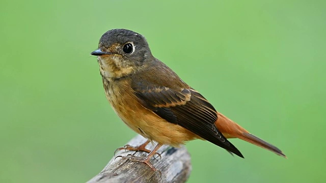 铁捕蝇(Muscicapa ferruginea)着迷于胖乎乎的棕色鸟视频素材