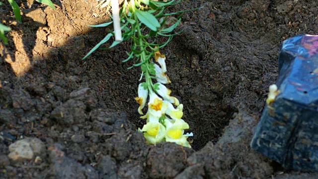 在花园里种花视频素材