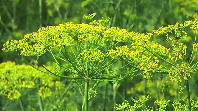 花莳萝视频素材