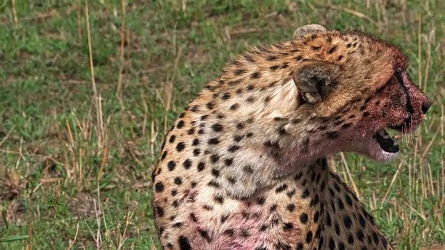 猎豹，朱鹮，满脸血色的成年猎豹，一场杀戮，野生动物，肯尼亚马赛马拉公园，4K实时节目视频素材