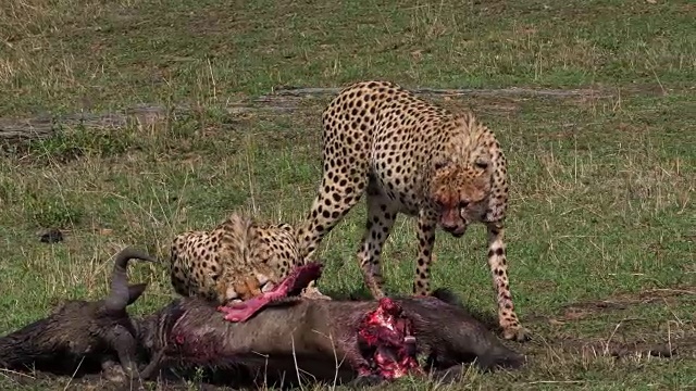 猎豹，朱巴龙，成年捕食者，野生动物，肯尼亚马赛马拉公园，4K实时视频素材