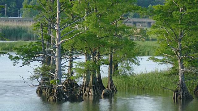 秃塞浦路斯树沙湾詹姆斯河殖民地NHP殖民公园公路车辆弗吉尼亚视频素材