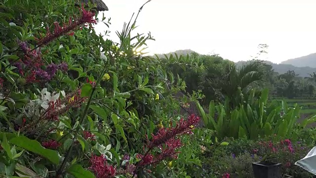 有雨的早晨在热带到一个花园。太阳从山上升起，巴厘岛。印尼视频素材