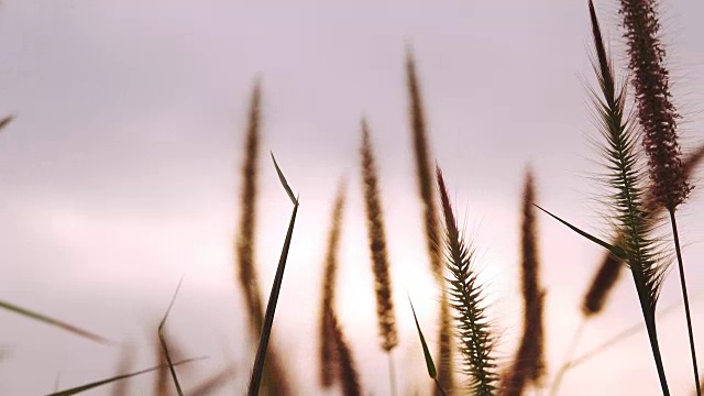 风中的草花日落视频素材