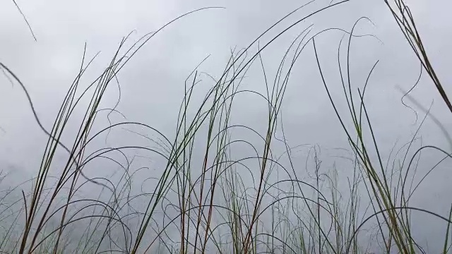 风吹草吹沙丘视频素材