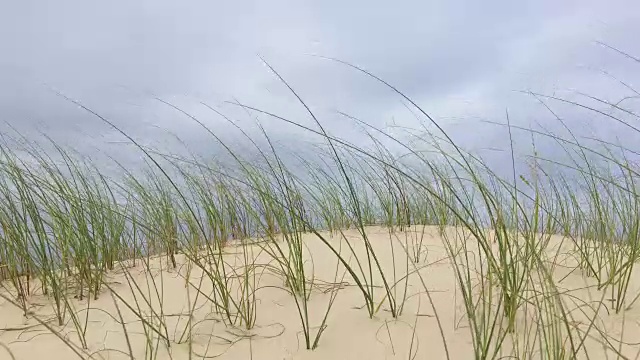 风吹草吹沙丘视频素材