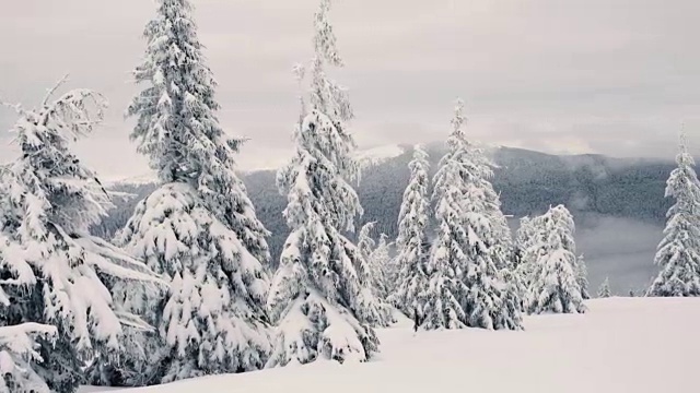 山上被雪覆盖的神奇冷杉树视频素材