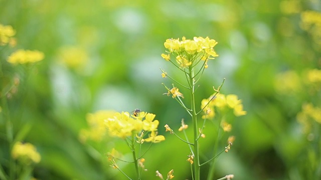 蜜蜂在花园里视频素材