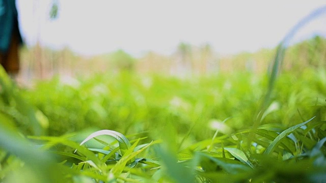 农民采摘蔬菜，牵牛花视频素材