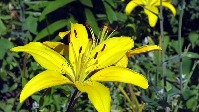 近距离的黄色百合花视频素材