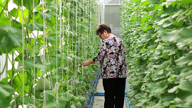 老年妇女农民在甜瓜农场散步视频素材