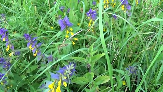 野花木牛。夏季草地上的死三棱虫视频素材