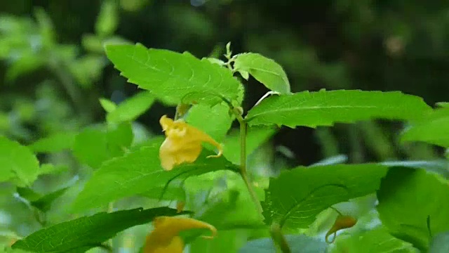 黄色凤仙花花瓣高清静态摄像视频素材