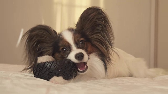 幼犬品种蝴蝶大陆玩具猎犬咬橡胶轮胎-一个有趣的轮胎更换库存录像视频素材