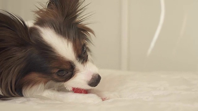 幼犬品种蝴蝶大陆玩具猎犬刷牙齿与牙刷库存录像视频素材