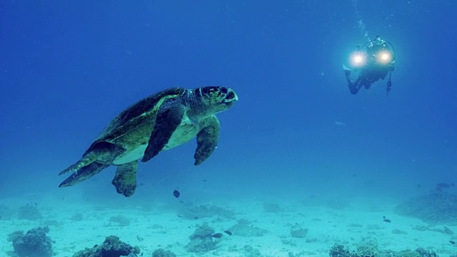 海龟视频素材