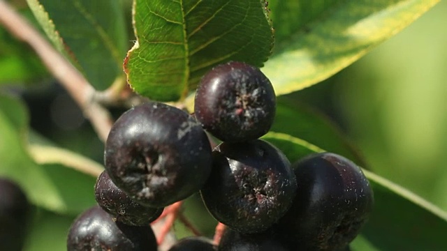 黑巧克力(学名Aronia melanocarpa)视频素材