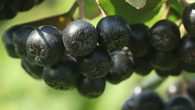 黑巧克力(学名Aronia melanocarpa)视频素材