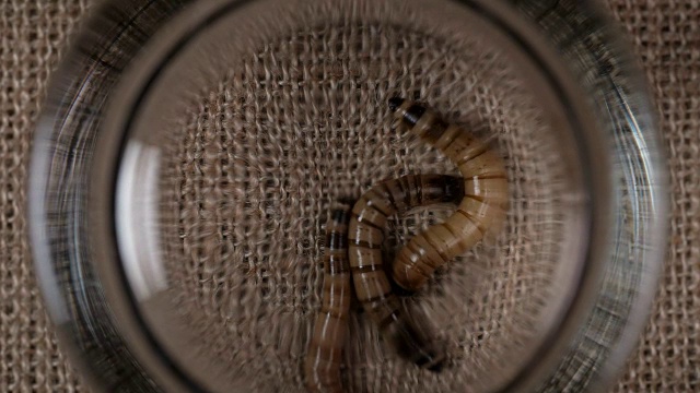 面粉锥栗，幼虫，捕获和覆盖玻璃视频素材