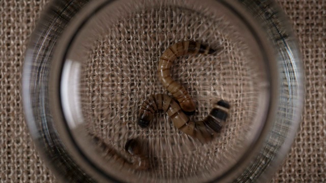 面粉锥栗，幼虫，捕获和覆盖玻璃视频素材