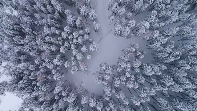 鸟瞰-冬季松林-意大利阿尔卑斯山视频素材