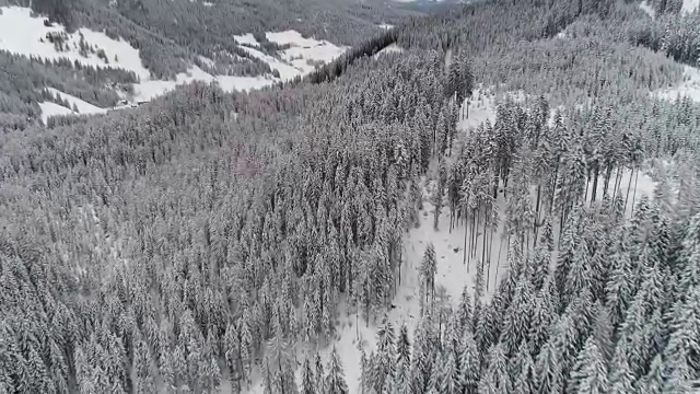 鸟瞰图|冬季和雪域森林|阿尔卑斯山视频素材