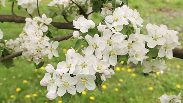 苹果的白色花朵和花蕾视频素材