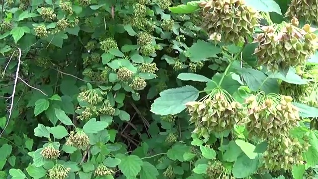 硬果，九皮或大西洋九皮与果实，特写。垂直全景与斯坦尼康视频素材