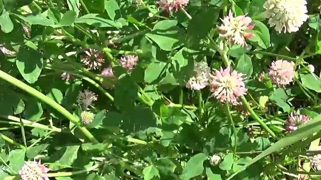 草地草粉色三叶草水平全景使用稳定器。高清视频镜头运动摄像机视频素材