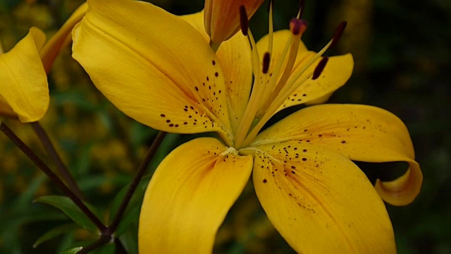 植物百合细节特写高清镜头-草本百合花视频视频素材