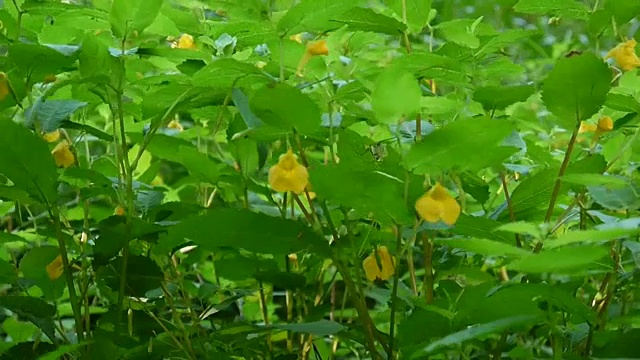 黄色凤仙花花瓣高清静态摄像视频素材