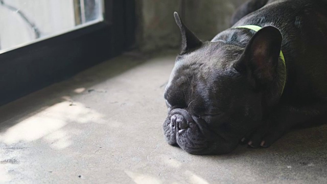 孤独的黑色法国斗牛犬在门前等候。视频素材