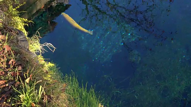 鲤鱼在山梨县大野Hakkai的温泉池塘中游泳视频素材