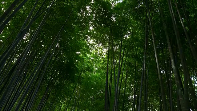 仰望日本京都岚山的竹林视频素材