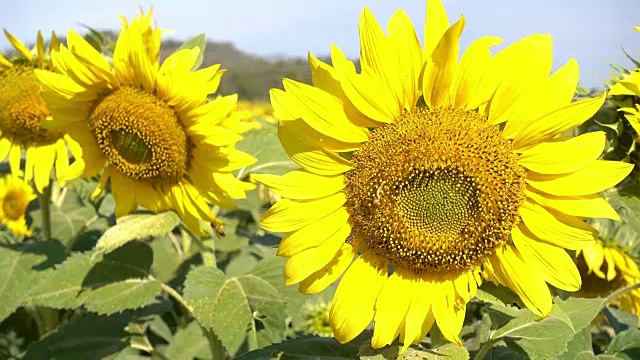 夏日阳光花田景观视频素材