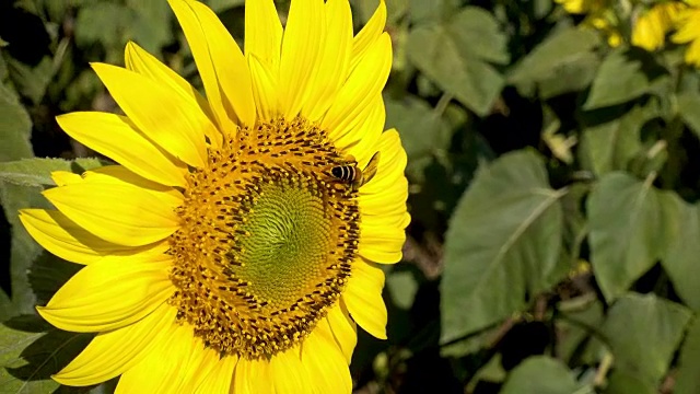 夏日阳光花田景观视频素材