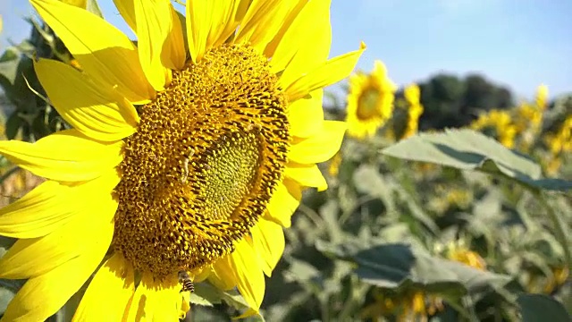 夏日阳光花田景观视频素材