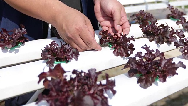 蔬菜有机蔬菜和水培蔬菜卷心菜生长在农民的田地里视频素材