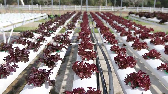 蔬菜有机蔬菜和水培蔬菜卷心菜生长在农民的田地里视频素材