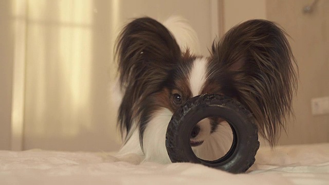 幼犬品种蝴蝶大陆玩具猎犬咬橡胶轮胎-一个有趣的轮胎更换库存录像视频素材