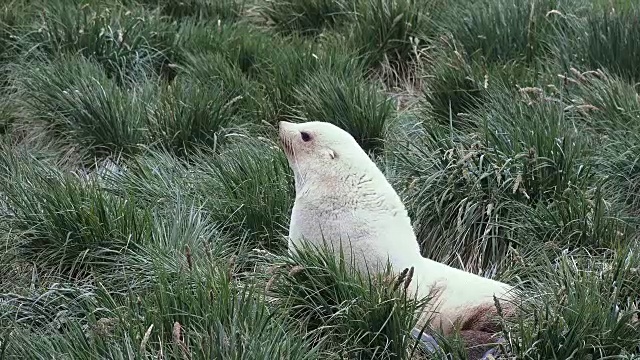 南大洋，南乔治亚岛，福尔图纳湾，白毛海豹视频素材