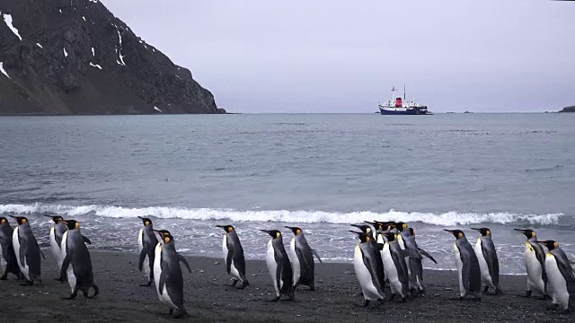 南大洋南乔治亚岛福尔图纳湾的海滩上，国王企鹅和旅游船在地平线上视频素材