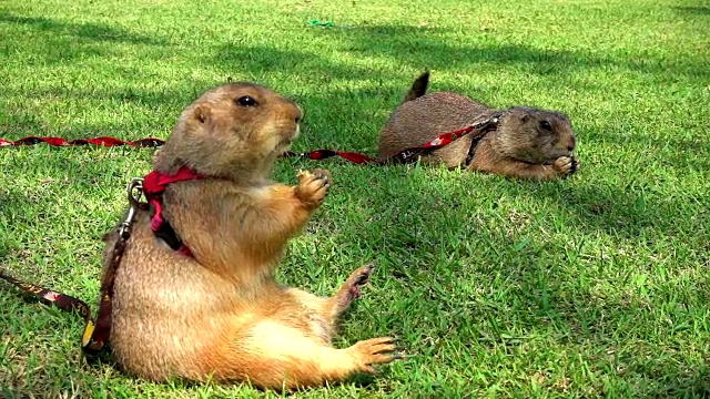 慢镜头草原犬鼠视频素材