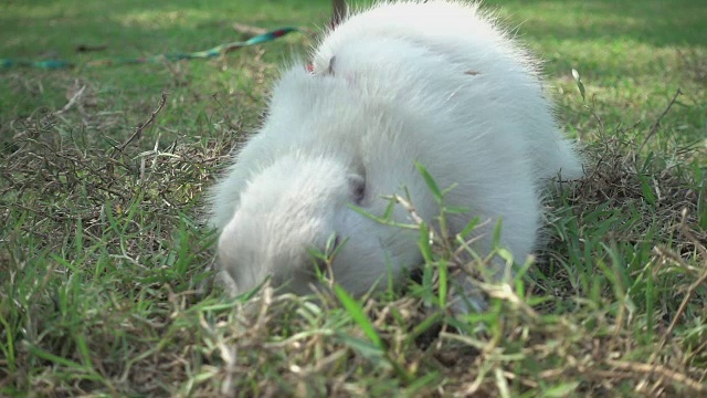 慢镜头草原犬鼠视频素材