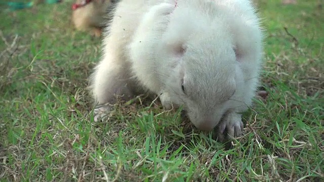 慢镜头草原犬鼠视频素材