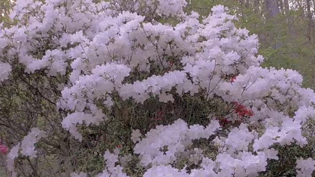 慢镜头推进白色杜鹃花开花植物与蜜蜂授粉视频素材